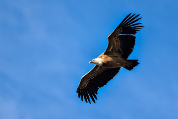 griffon vulture flying