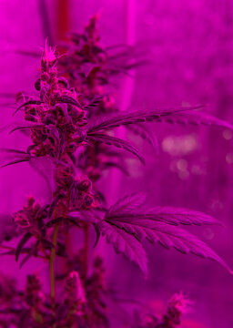 growing cannabis at home with a phyto lamp