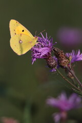 Obraz premium Farfalla sul fiore