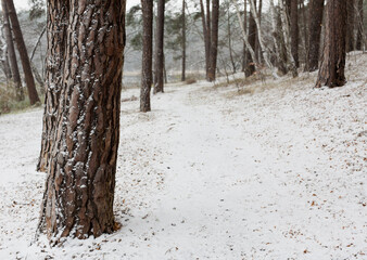 drobny biały puszysty śnieg w lesie