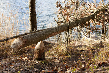 Ścięte przez bobra drzewo nad jeziorem