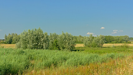Plakat Sunny fields with trees under a clear blue sky in Kalkense Meersen nature reserve, Flanders, Belgium