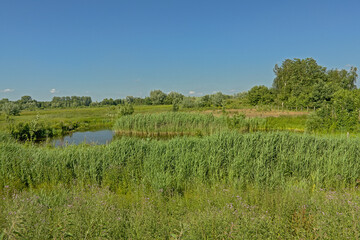 Creek through a sunny green field with trees in Kalkense Meersen nature reserve, Flanders, Belgium