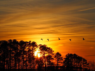 fiery sunset on Chesapeake Bay with passing geese