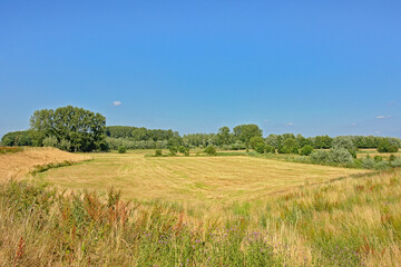 Fototapeta na wymiar Sunny meadow with trees under a clear blue sky in Kalkense Meersen nature reerve, Flanders, Belgium
