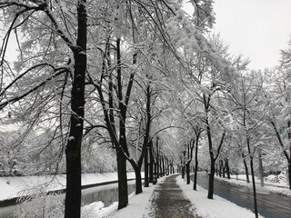Winter scene in the city. Peaceful winter atmosphere in city park with snowy trees.