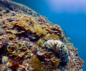 Naklejka na ściany i meble Blackspotted Sea Cucumber (Pearsonothuria graeffei)