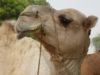 Closeup of a camel at National Research Center at Bikaner, Rajasthan