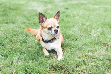 funny cute red brown dog chihuahua lies on a green lawn