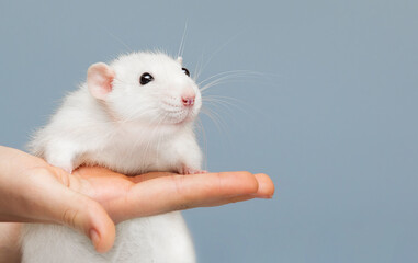 Fototapeta na wymiar cute rat on human hand