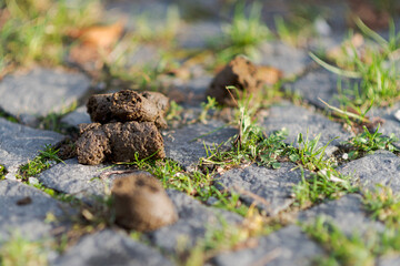 Close up of fresh dog excrements on old cobblestone plaster with grass growing in between in pedestrian zone