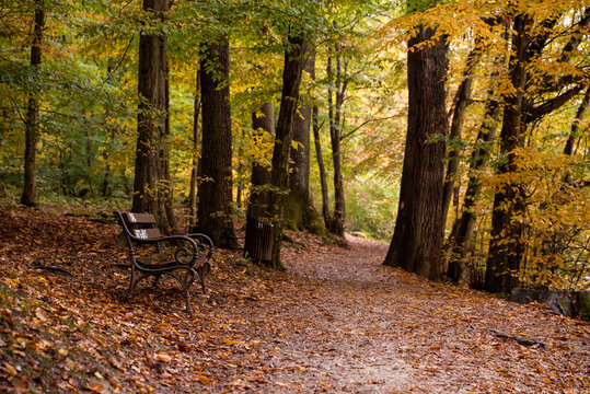 Walk trail at Maksimir park after an autumn rain, Croatia.