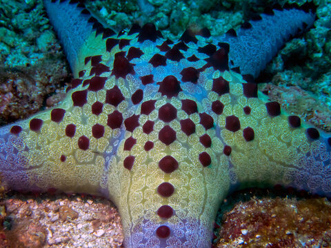 Honeycomb Cushion Star (Pentaceraster alveolatus)