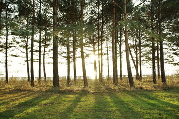 Swedish golden hour behind trees