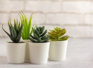 Fototapeta Indoor artificial plants, various succulents in pots. Succulents in white mini-pots. Ideas for home decoration.Copy space obraz