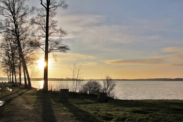 Sweden golden hour behind a tree