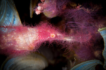 Rough snout hairy pink ghost pipefish on coral reef (
Solenostomus paegnius)