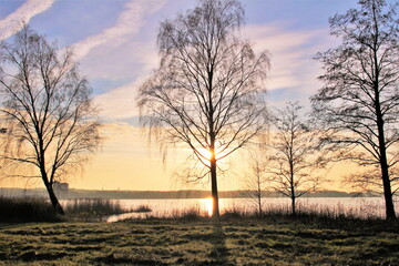 Fototapeta na wymiar Swedish golden hour behind a tree