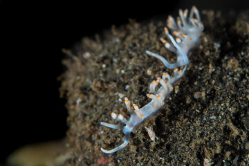 Colorful nudibranch on coral reef in Milne bay