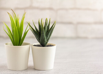 Indoor artificial plants, various succulents in pots. Succulents in white mini-pots. Ideas for home decoration.Copy space