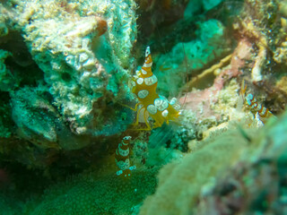 Squat Shrimp (Thor amboinensis)