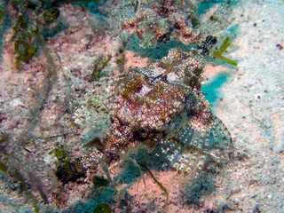 Dragon Sea Moth (Eurypegasus draconis)