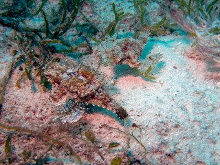 Dragon Sea Moth (Eurypegasus draconis)