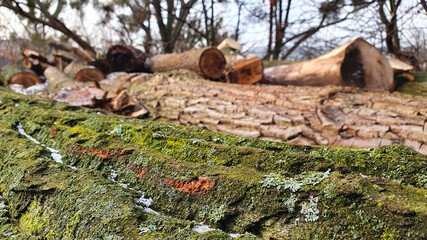Deforestation. Felled trees.