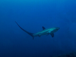 Pelagic Thresher Shark (Alopias pelagicus)