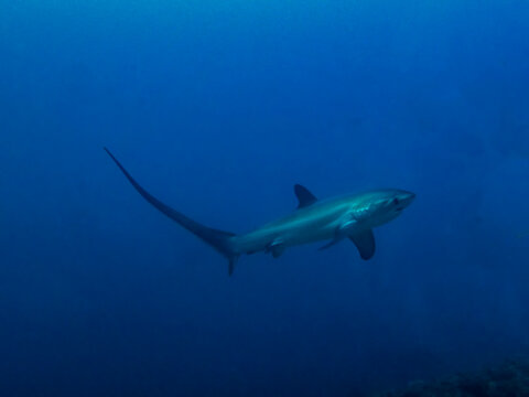 Pelagic Thresher Shark (Alopias Pelagicus)