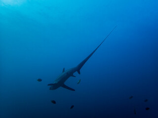 Pelagic Thresher Shark (Alopias pelagicus)