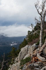 Unity with nature and lonely sad pine tree. Old bare tree grows on top of cliff and behind it is dense coniferous forest and low lying fog makes its way through trees.