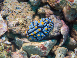 Varicose Wart Slug (Phyllidia Varicosa)