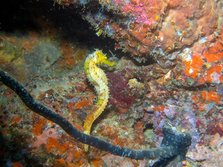 A Yellow Seahorse (Hippocampus kuda)