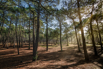 Forêt des landes de Gascogne au Porge, en Gironde (France) - 402676417