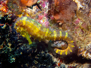 A Yellow Seahorse (Hippocampus kuda)
