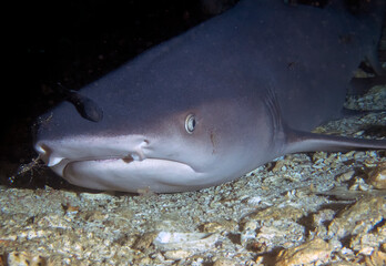 Fototapeta premium Whitetip Reef Shark (Triaenodon obesus)