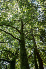 Urwald auf La Gomera