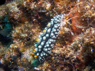 Varicose Wart Slug (Phyllidia Varicosa)
