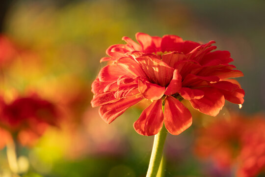 red orange blooming flower in spring background © bidala