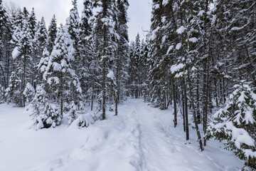 Algonquin Provincial Park in Winter