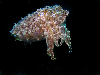A Pharaoh Cuttlefish (Sepia pharaonis)