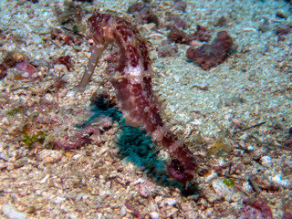 Spiny Seahorse (Hippocampus histrix)