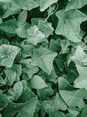 green leaves background