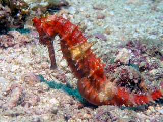 Spiny Seahorse (Hippocampus histrix)