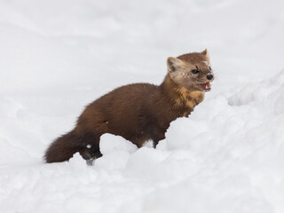 Pine marten hiding behind snow bank looking ahead with mouth open