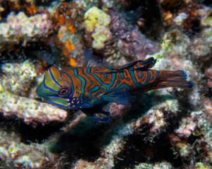 Colourful Madarinfish (Synchiropus splendidus) on a night dive in the Philippines