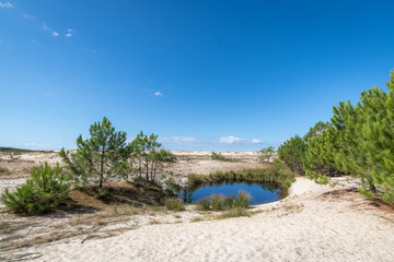 BISCARROSSE (Landes, France), vue sur les dunes