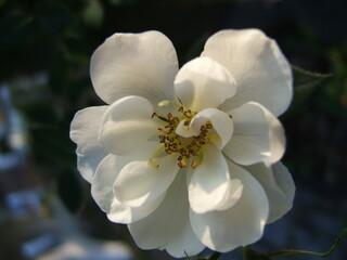 Fototapeta na wymiar beautiful white flower blossom
