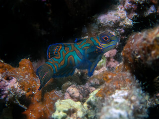Fototapeta na wymiar Colourful Madarinfish (Synchiropus splendidus) on a night dive in the Philippines